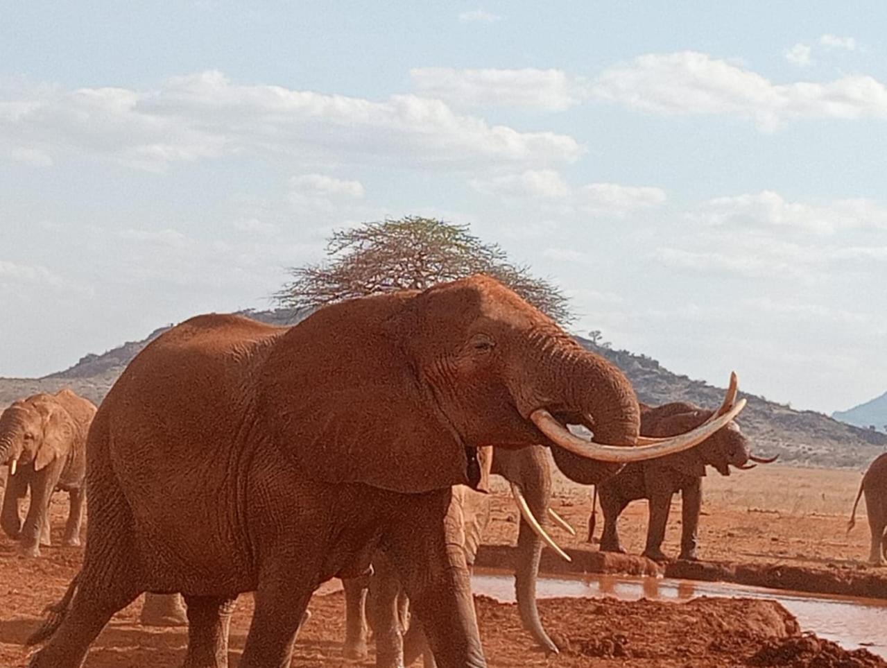 Tausa Tsavo Eco Lodge Voi Exterior foto