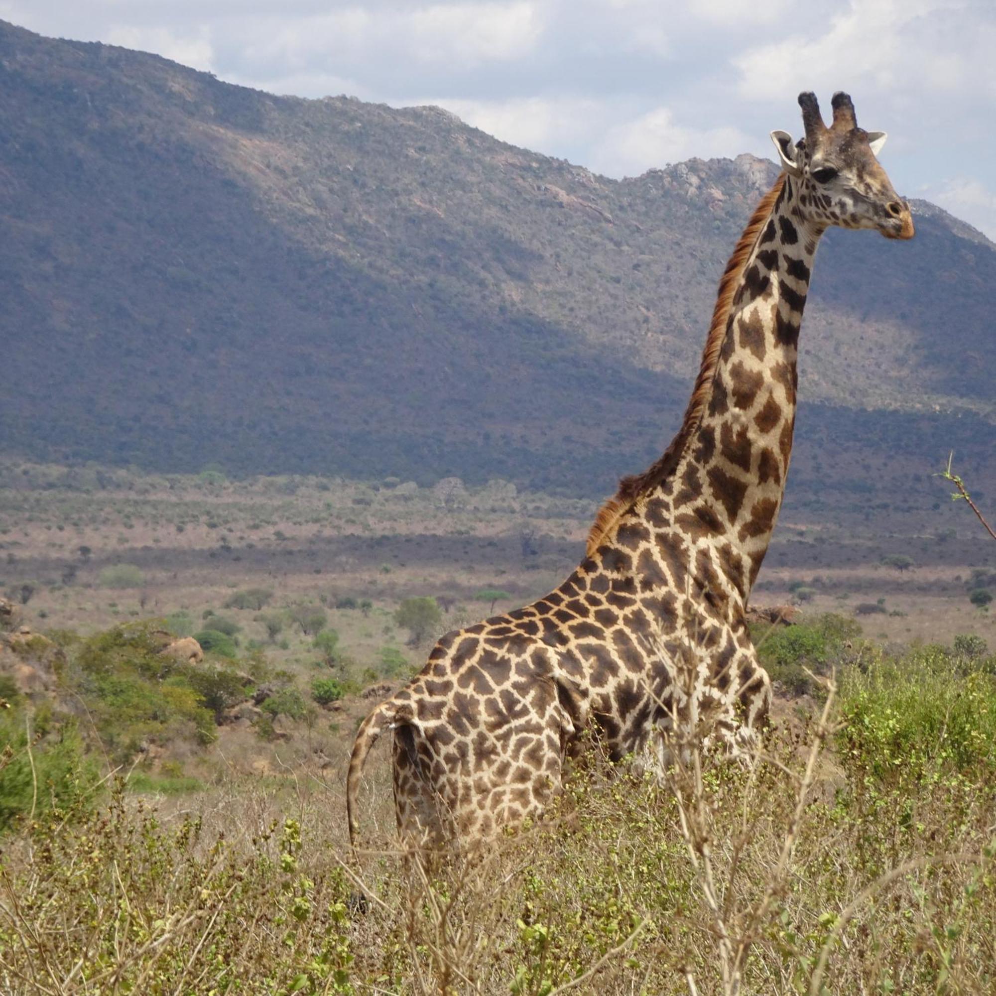 Tausa Tsavo Eco Lodge Voi Exterior foto