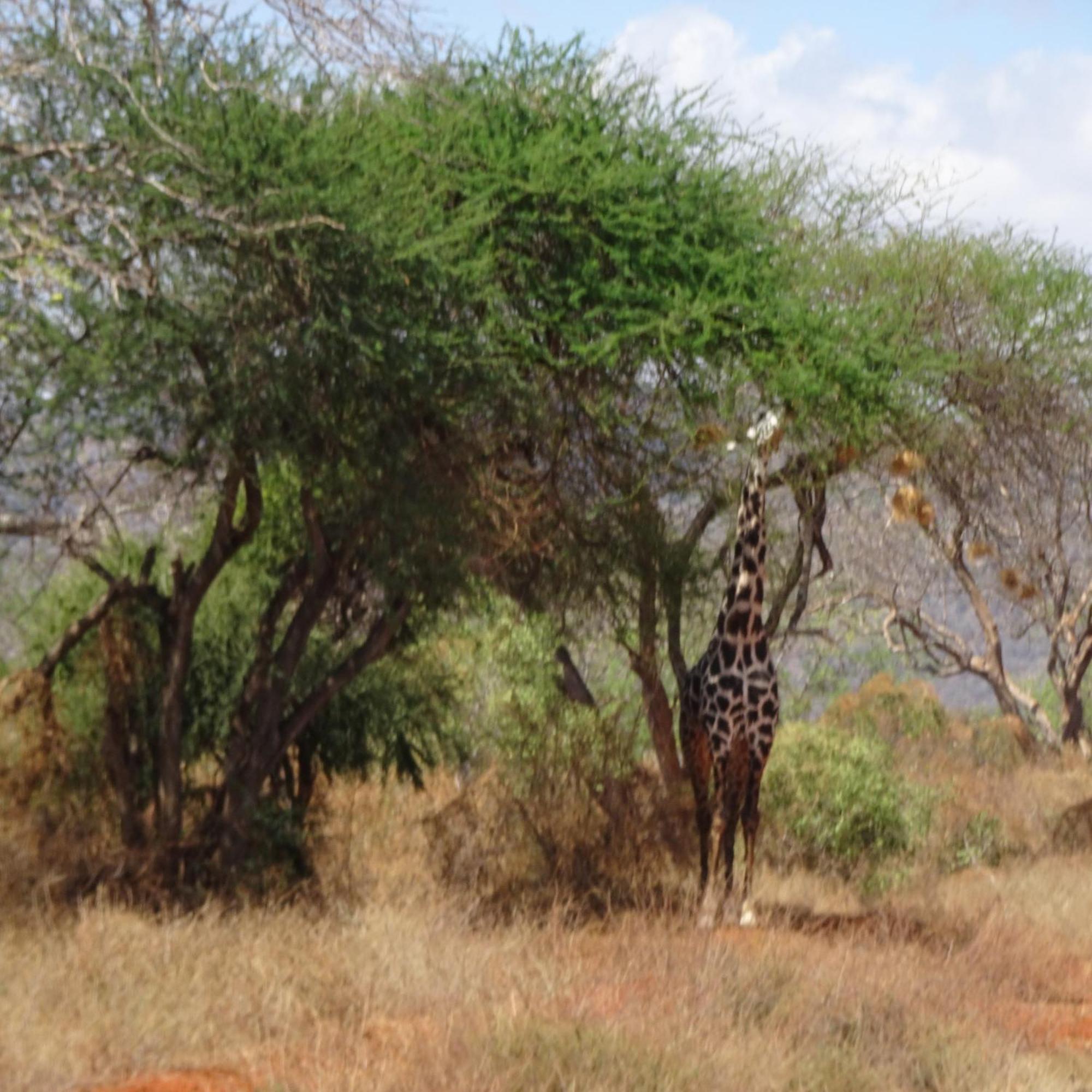 Tausa Tsavo Eco Lodge Voi Exterior foto